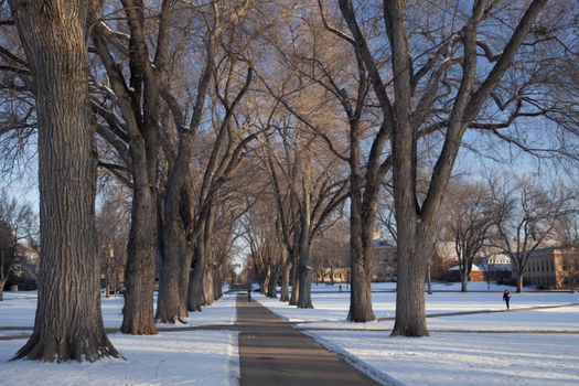 Alley of old elm trees - historical Oval at Colorado State University campus, Fort Collins, winter morning