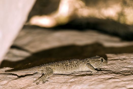 The Mediterranean House Gecko hidden in a crevice within a rubble wall