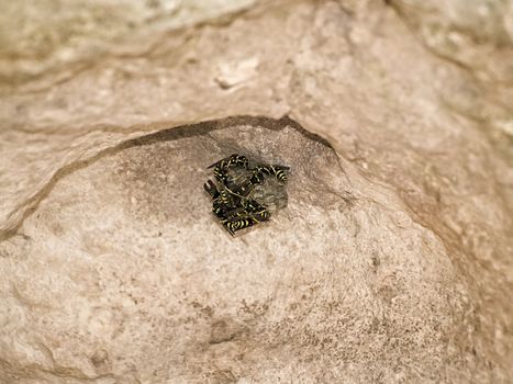 Mediterranean wasps or hornets building their hive