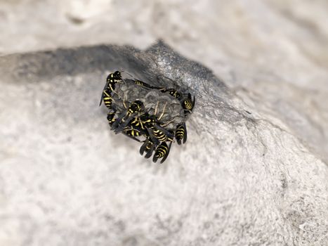 Mediterranean wasps or hornets building their hive