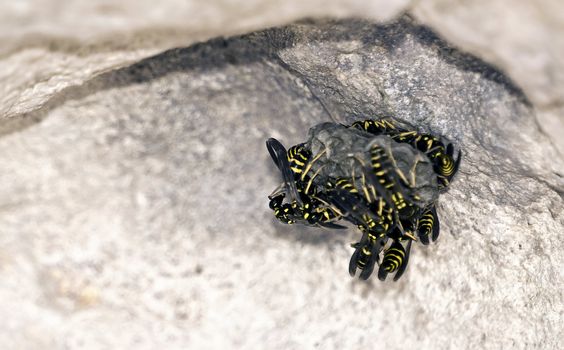 Mediterranean wasps or hornets building their hive