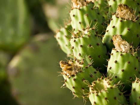 Mediterranean prickly pears also known as figs