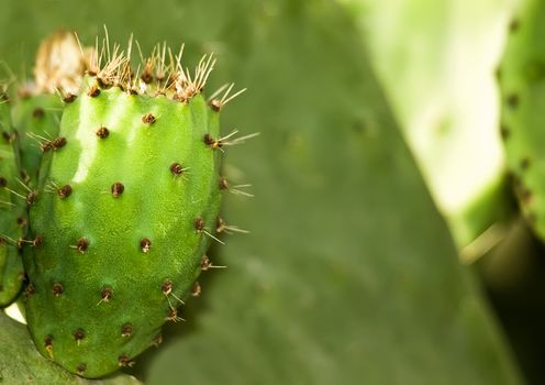 Mediterranean prickly pears also known as figs