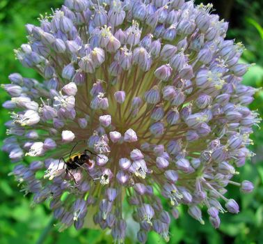 A honey bee on a purple flower.
