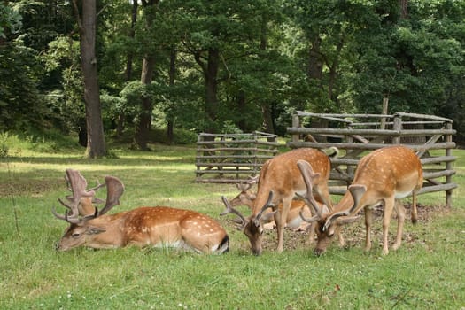 Group of five fallow deers in park.