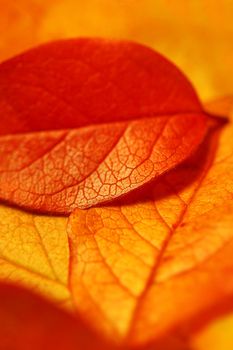 Beautiful macro shot of golden red autumn leaves - shallow depth of field
