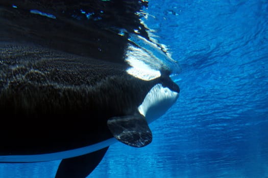 Killer whale swimming just underneath the surface