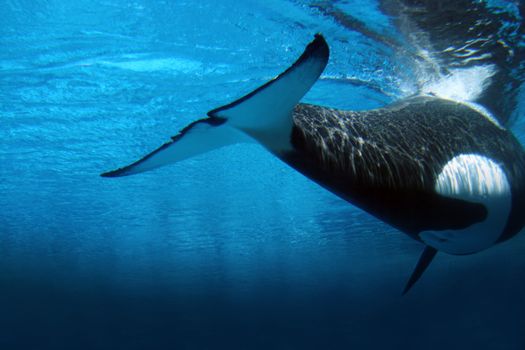 Underwater image of an killer whale