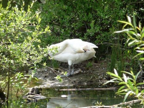 
A image of a swan resting on some mud next to a lake