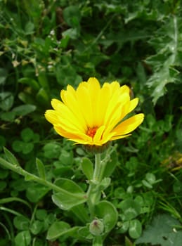 A photograph of a Marigold flower against some green leaves.