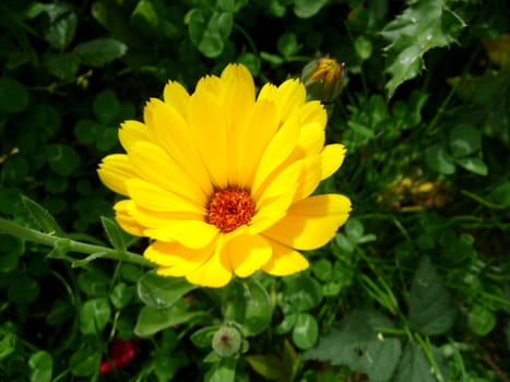 A photograph of a Marigold flower against some green leaves.