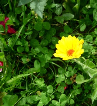 A photograph of a Marigold flower against some green leaves.