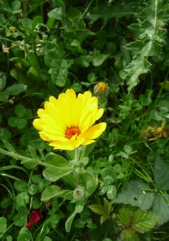 A photograph of a Marigold flower against some green leaves.