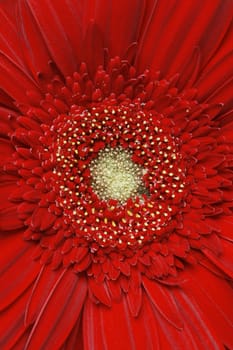 Beautiful red summer flower in full blossom