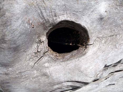 A abstract close up photograph of the wood from a dead tree.