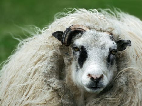 Nasty looking punk sheep