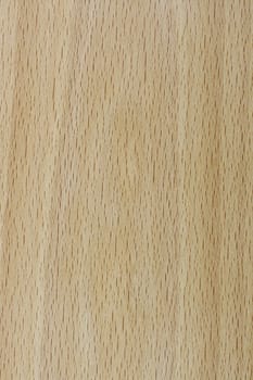 Macro background image of a real wooden texture - birch or ash