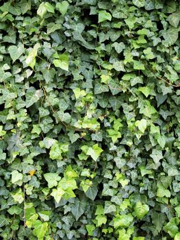 green natural plant background of lush foliage