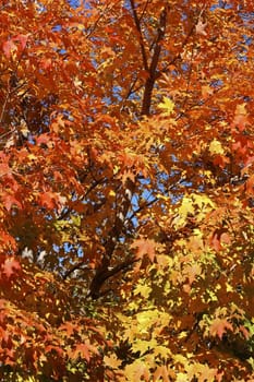 maple tree with beautiful fall colors in the morning light