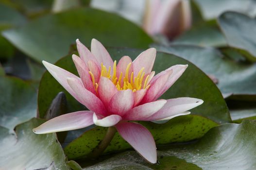 Shot of the white water lily on the water