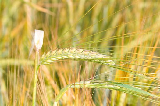 close-up wheat spikelet