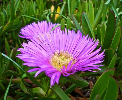 A couple of Flowers