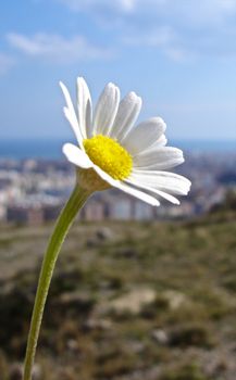 Flower in the sun