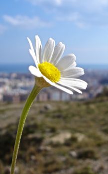 Flower in the sun