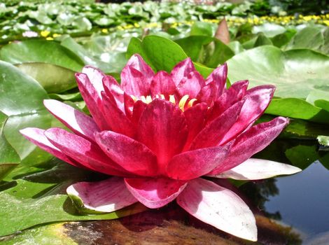  Red Water Lilly