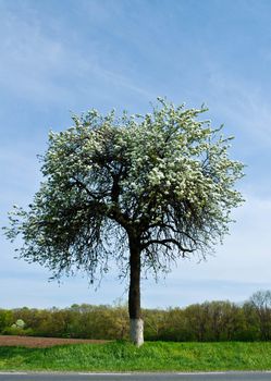 Spring Cherry Tree