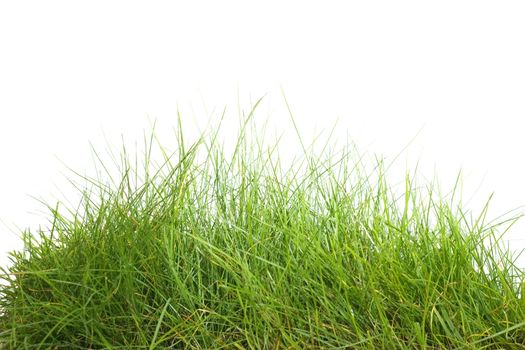 Green grass isolated on white