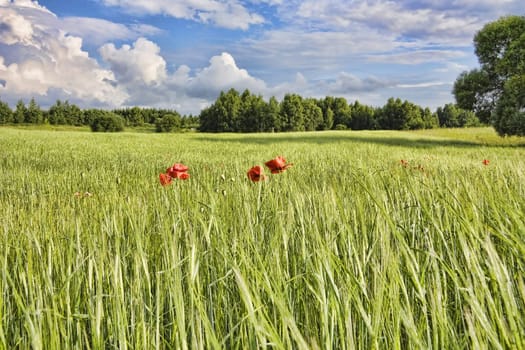 summer landscape