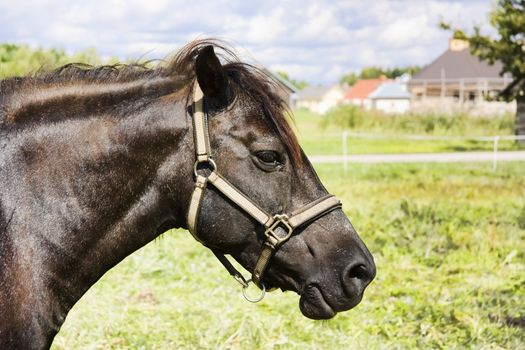 horse portrait