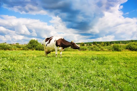 cow on the meadow