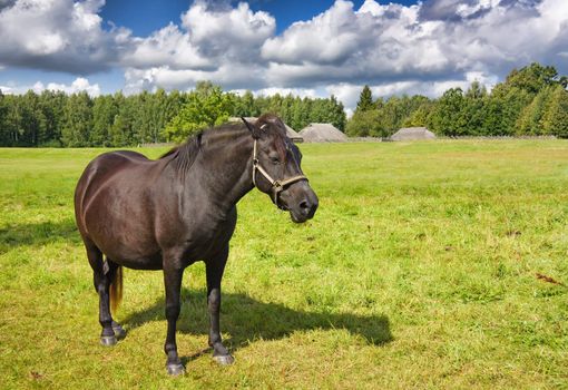 horse pasture