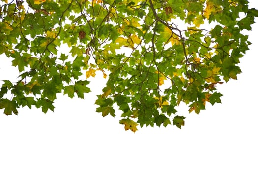 Autumn leaves isolated