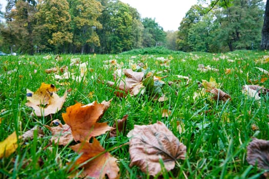Autumn foliage in the green grass