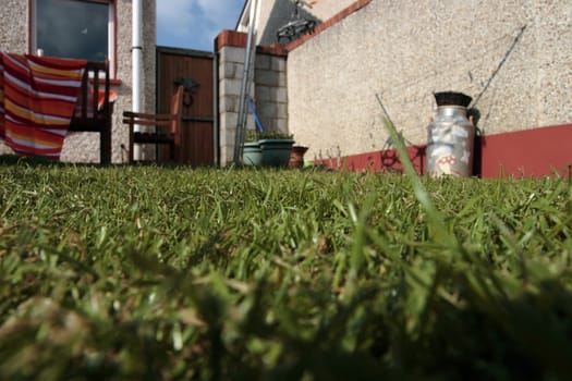 the grass in the backyard of a council estate garden