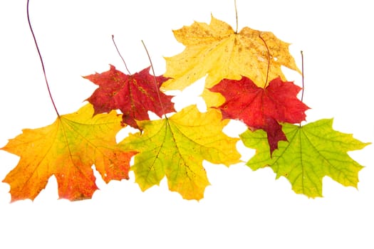 autumn leaves, isolated