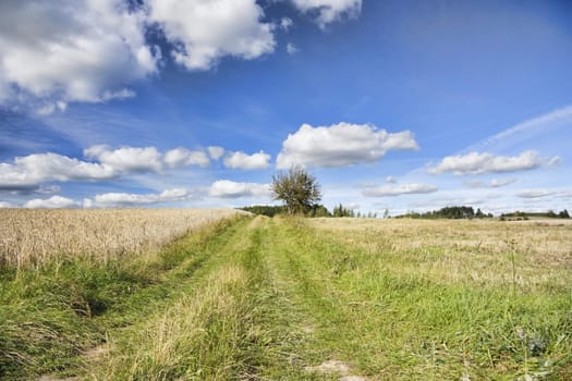 summer landscape