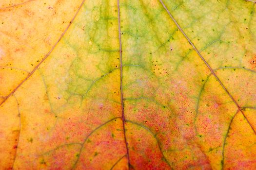 autumn leaves, close-up