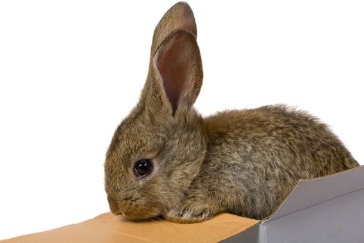 close-up gray rabbit climbing out from the box as a gift macro, isolated on white