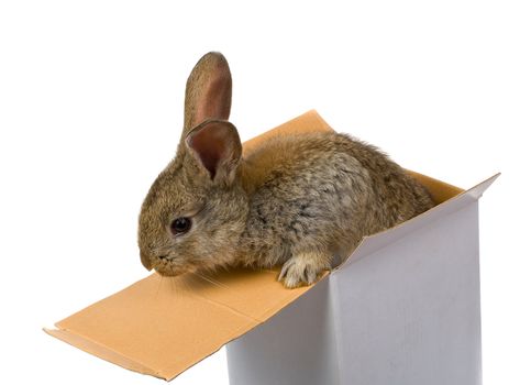 close-up gray rabbit climbing out from the box as a gift, isolated on white