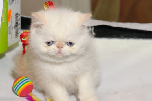 Sad kitten