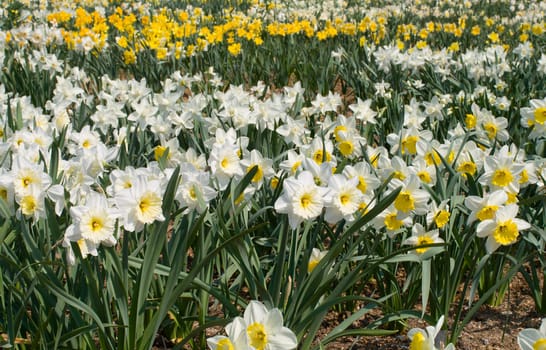 narcissuses 