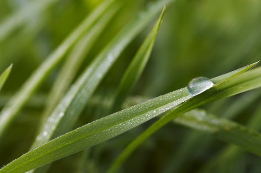 Closeup of the grass wet with dew