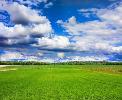 summer landscape
