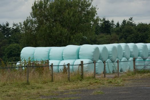 Hay bales piled in field after harvest.