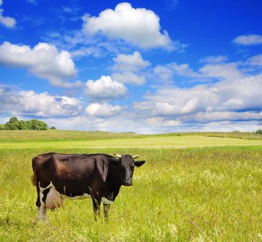cow on the meadow