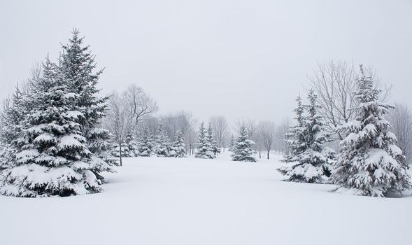 winter fir trees covered with snow